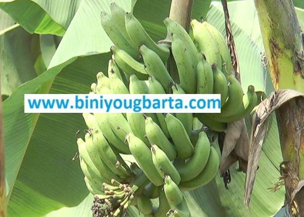 Biniyougbarta | বিনিয়োগবার্তা: ব্যবসা-বাণিজ্য, শিল্প-বিনিয়োগের খবর প্রতিদিন সবসময়