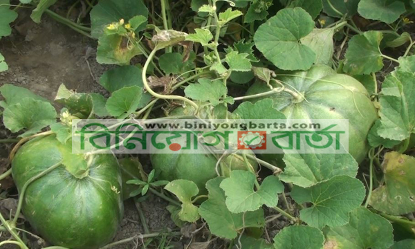 Biniyougbarta | বিনিয়োগবার্তা: ব্যবসা-বাণিজ্য, শিল্প-বিনিয়োগের খবর প্রতিদিন সবসময়