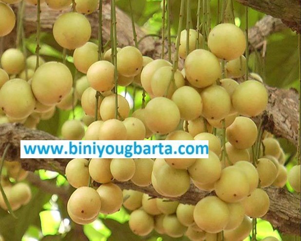 Biniyougbarta | বিনিয়োগবার্তা: ব্যবসা-বাণিজ্য, শিল্প-বিনিয়োগের খবর প্রতিদিন সবসময়