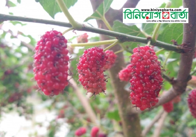 Biniyougbarta | বিনিয়োগবার্তা: ব্যবসা-বাণিজ্য, শিল্প-বিনিয়োগের খবর প্রতিদিন সবসময়