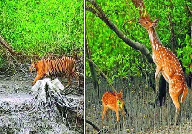 Biniyougbarta | বিনিয়োগবার্তা: ব্যবসা-বাণিজ্য, শিল্প-বিনিয়োগের খবর প্রতিদিন সবসময়