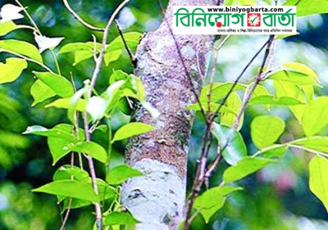Biniyougbarta | বিনিয়োগবার্তা: ব্যবসা-বাণিজ্য, শিল্প-বিনিয়োগের খবর প্রতিদিন সবসময়