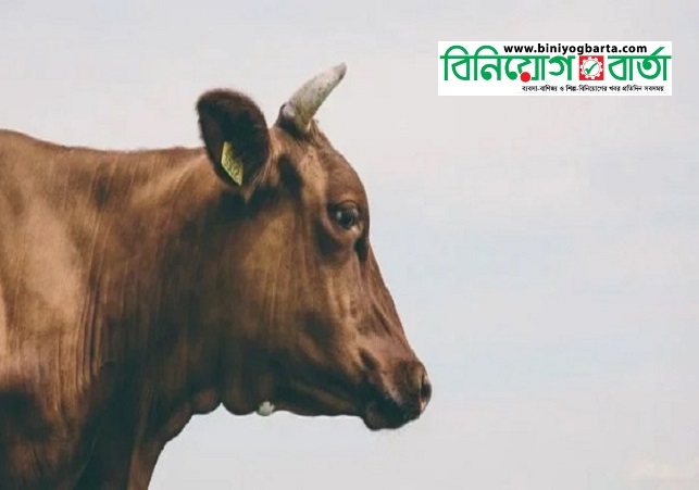 Biniyougbarta | বিনিয়োগবার্তা: ব্যবসা-বাণিজ্য, শিল্প-বিনিয়োগের খবর প্রতিদিন সবসময়