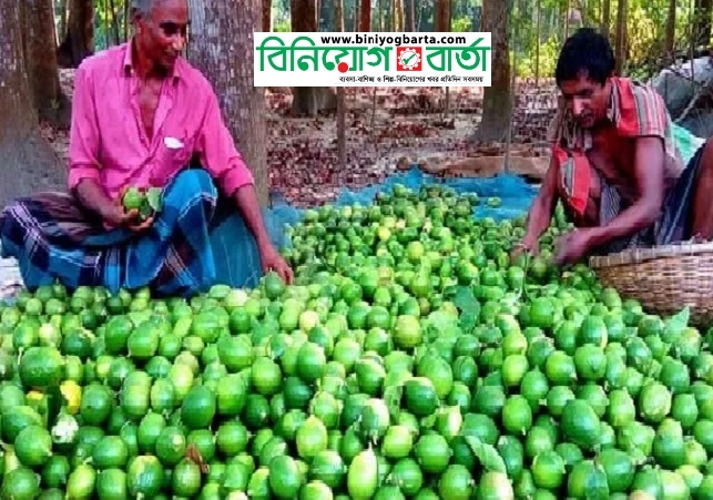 Biniyougbarta | বিনিয়োগবার্তা: ব্যবসা-বাণিজ্য, শিল্প-বিনিয়োগের খবর প্রতিদিন সবসময়