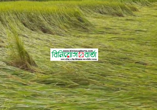 Biniyougbarta | বিনিয়োগবার্তা: ব্যবসা-বাণিজ্য, শিল্প-বিনিয়োগের খবর প্রতিদিন সবসময়