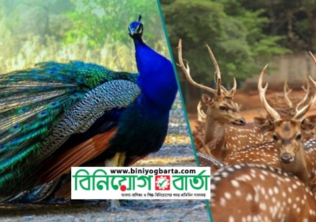 Biniyougbarta | বিনিয়োগবার্তা: ব্যবসা-বাণিজ্য, শিল্প-বিনিয়োগের খবর প্রতিদিন সবসময়