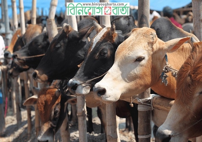 Biniyougbarta | বিনিয়োগবার্তা: ব্যবসা-বাণিজ্য, শিল্প-বিনিয়োগের খবর প্রতিদিন সবসময়