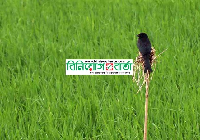 Biniyougbarta | বিনিয়োগবার্তা: ব্যবসা-বাণিজ্য, শিল্প-বিনিয়োগের খবর প্রতিদিন সবসময়