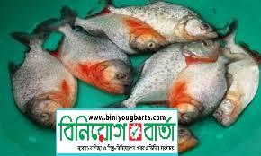 Biniyougbarta | বিনিয়োগবার্তা: ব্যবসা-বাণিজ্য, শিল্প-বিনিয়োগের খবর প্রতিদিন সবসময়