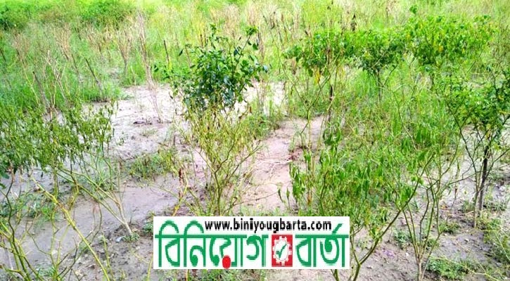 Biniyougbarta | বিনিয়োগবার্তা: ব্যবসা-বাণিজ্য, শিল্প-বিনিয়োগের খবর প্রতিদিন সবসময়