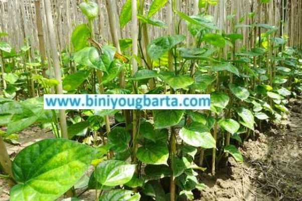 Biniyougbarta | বিনিয়োগবার্তা: ব্যবসা-বাণিজ্য, শিল্প-বিনিয়োগের খবর প্রতিদিন সবসময়