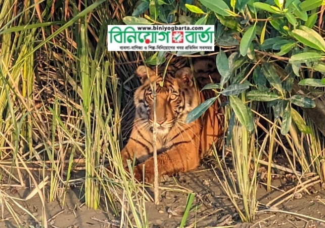 Biniyougbarta | বিনিয়োগবার্তা: ব্যবসা-বাণিজ্য, শিল্প-বিনিয়োগের খবর প্রতিদিন সবসময়